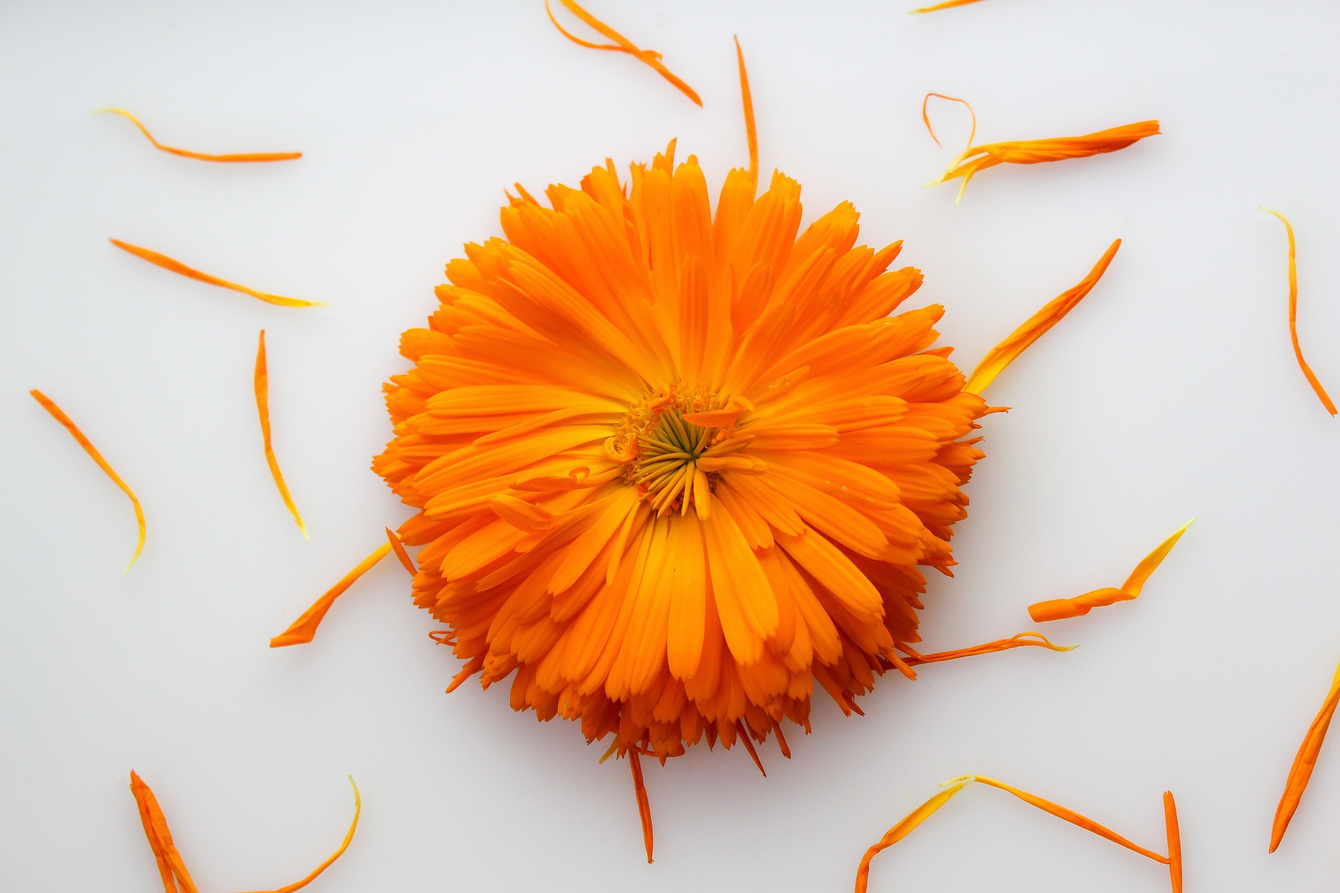 Calendula
