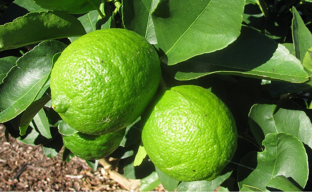 Limes