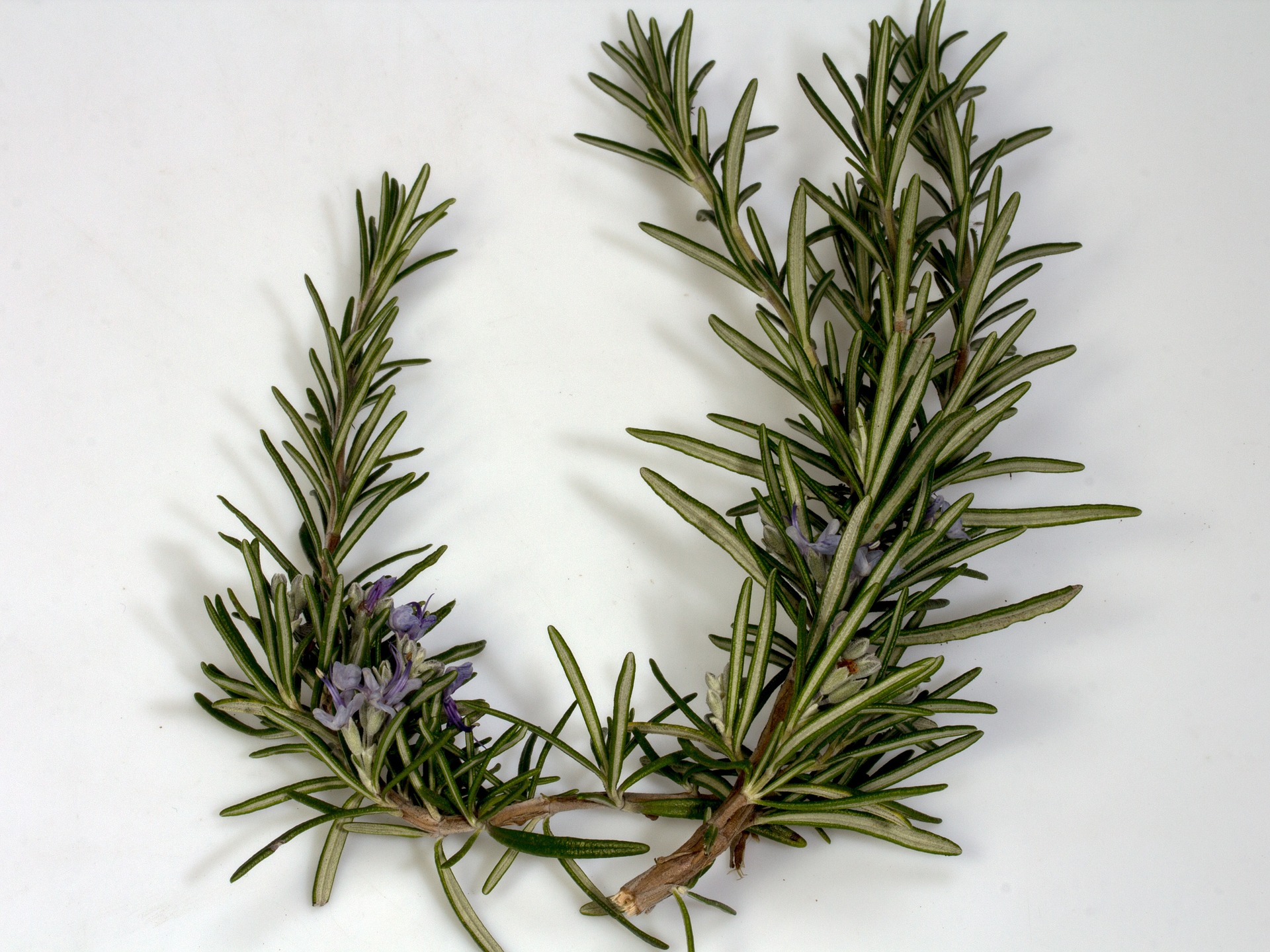Rosemary